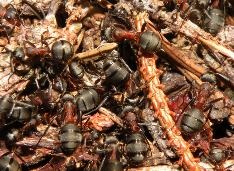 Lasius fuliginosus, Lasius cfr emarginatus, Formica gr. rufa